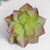 Artificial succulents Lifelike Mini Artificial Plants, French pots - minxxshop.com