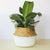 rattan-straw-wicker-folding-seagrasss-flower-pot-baskets