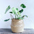 rattan-straw-wicker-folding-seagrasss-flower-pot-baskets