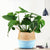 rattan-straw-wicker-folding-seagrasss-flower-pot-baskets